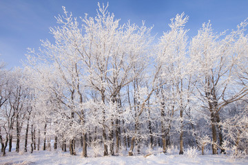 Walk through the beautiful winter scene in Russia