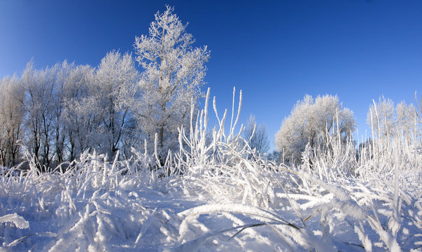 Fototapeta winter