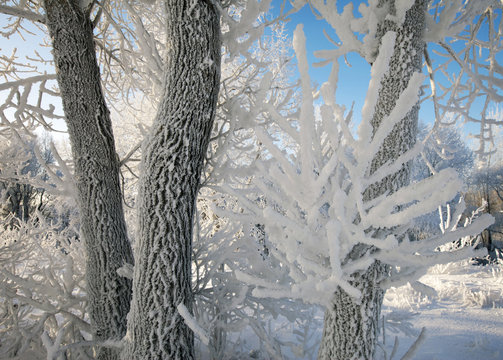 Fototapeta winter landscape
