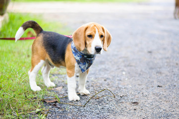 Beagle dog in the garden