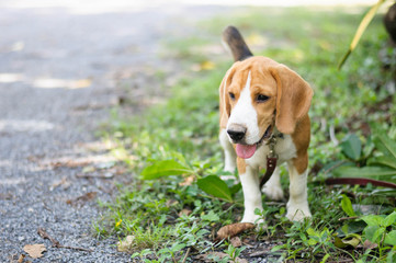 Beagle dog in the garden