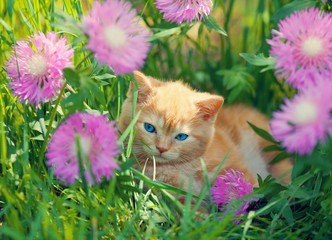Cute little kitten sitting in flower meadow