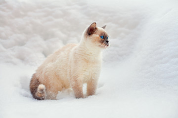 Cute siamese cat walking in the snowy forest