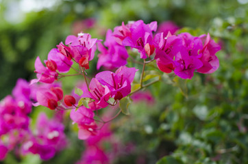 dalmatian beautiful flower