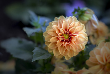 Orange dahlias blossoms