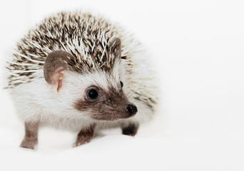 African white- bellied hedgehog