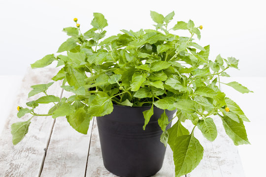 Jambu, Parakresse (Acmella oleracea), Gew&uuml;rz, Heilkraut,