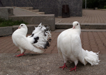 white doves