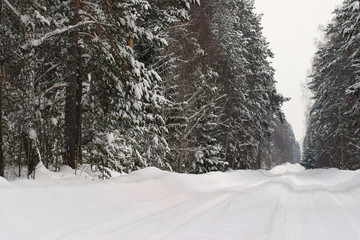 Pine forest in snow