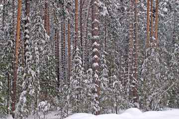 Fototapeta premium Pine forest in snow
