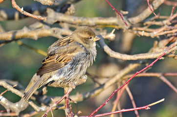 Воробей сидит на ветке