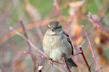 Воробей сидит на ветке