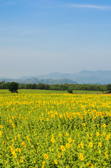 sunflowers field on mountain background