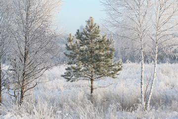 winter Forest