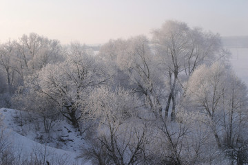 beauty of winter nature