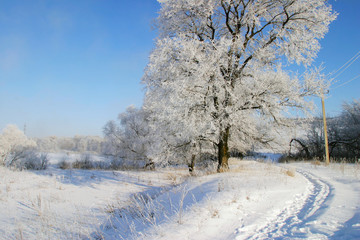 beauty of winter nature