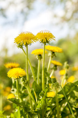 Dandelions on a background of flowers and green grass.