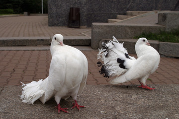 white doves