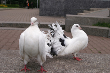 white doves