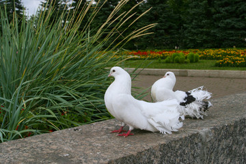 white doves