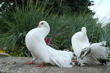 white doves