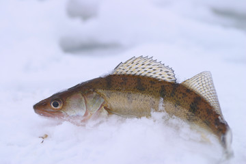 pike