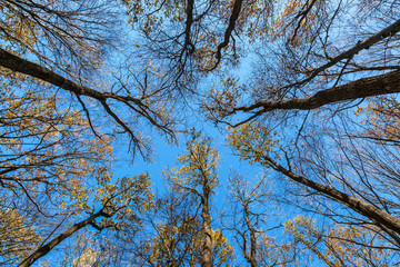 Tops trees in the autumn forest on a background of blue sky.