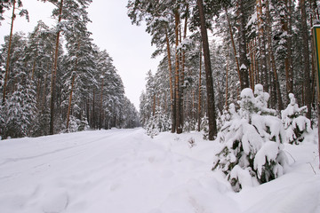 Pine forest in snow