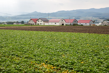 Fototapeta na wymiar 北海道の農業
