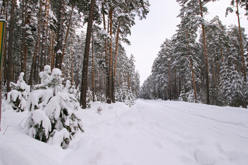 Pine forest in snow