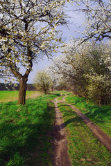 Dirt road and flowering trees in Poland.