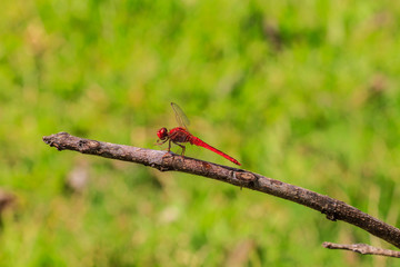 dragonfly on plant