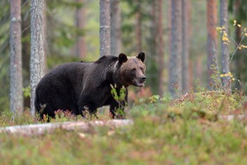 Obraz na płótnie Canvas Brown bear (ursus arctos) in the forest