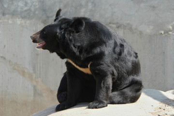 Asian black bear (Ursus thibetanus)..