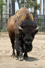 American bison (Bison bison).