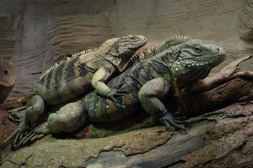 Cuban rock iguana (Cyclura nubile)..