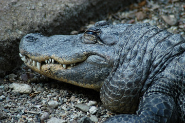 Nile crocodile (Crocodylus niloticus)..