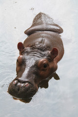 Hippopotamus (Hippopotamus amphibius)..