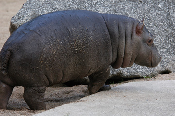 Little hippopotamus (Hippopotamus amphibius)..