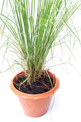 green grass in pot isolated on white background