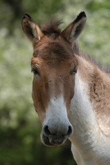 Kiang (Equus kiang), also known as the Tibetan wild ass..