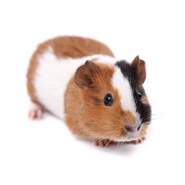  Guinea Pig On A White Background