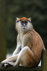 Patas monkey (Erythrocebus patas).