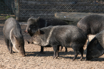Collared peccaries (Pecari tajacu).