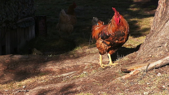 Cock in the farmyard