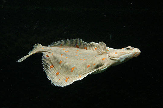 European plaice fish (Pleuronectes platessa)..