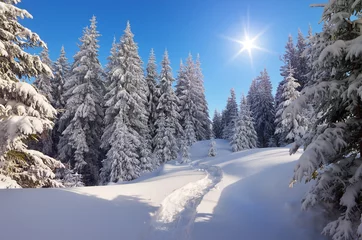 Papier Peint photo autocollant Hiver Path in winter forest