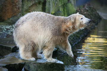 Young polar bear (Ursus maritimus).