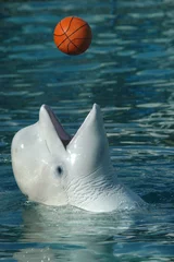 Papier Peint photo autocollant Cercle polaire Béluga (Delphinapterus leucas) jouant au basket. .