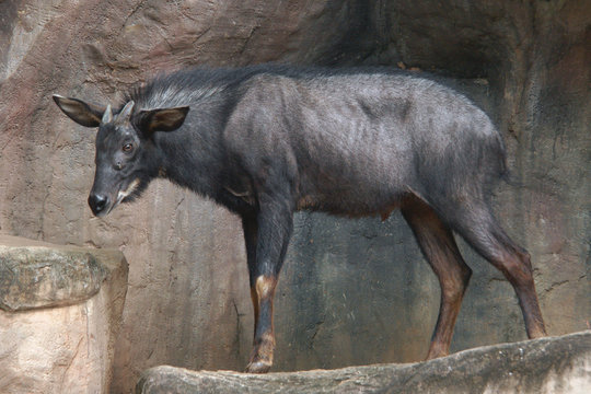 Mainland serow (Capricornis milneedwardsii).